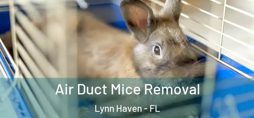 Air Duct Mice Removal Lynn Haven - FL